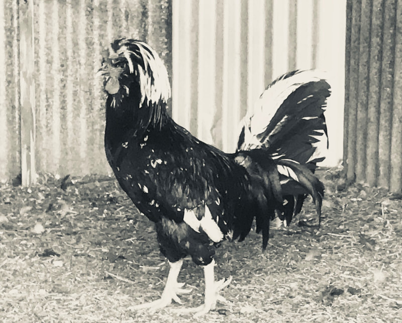 houdan rooster