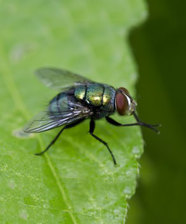 fly on green leaf