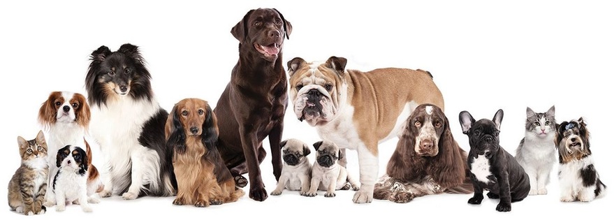 healthy dogs