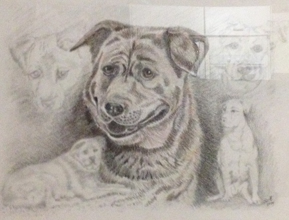 karen scott pet portrait
