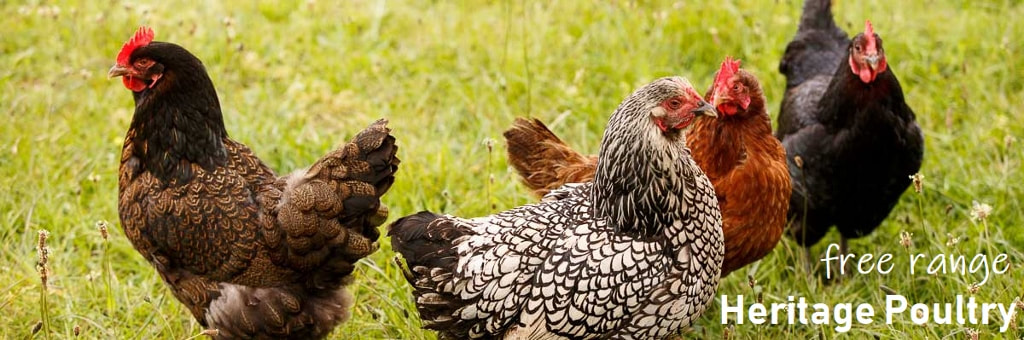 heritage poultry hens