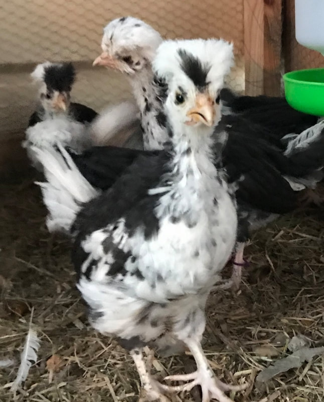 houdan chick