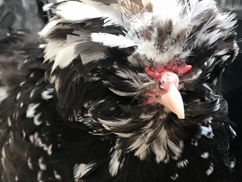 houdan hen