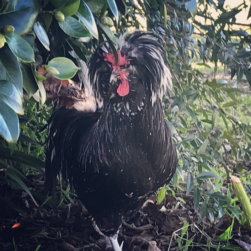 houdan rooster