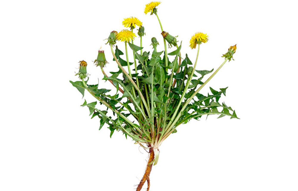 Dandelion Root (Taraxacum Officianale)